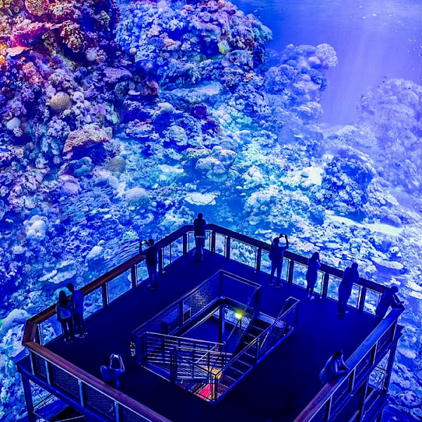 panometerdresden asisi dresden greatbarrierreef ausstellung