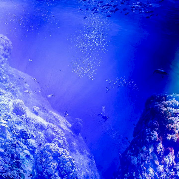 panometerdresden asisi greatbarrierreef dresden ausstellung