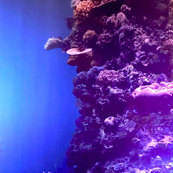 THE GREAT BARRIER REEF im Panometer Dresden